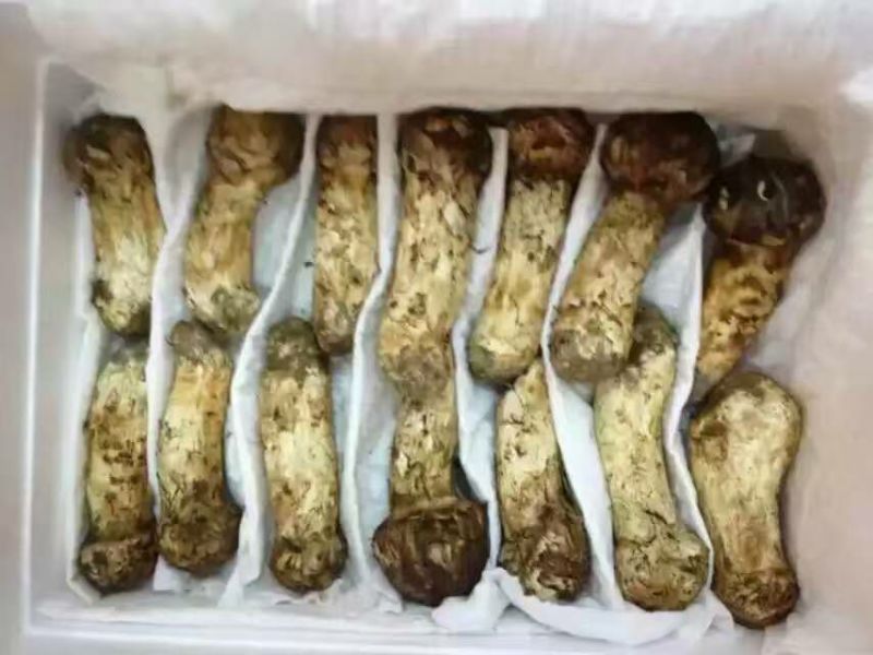 松茸特级8厘米以上