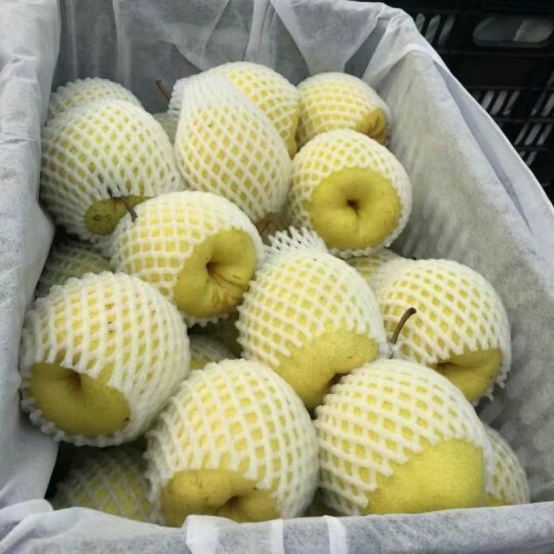 雪花梨300~350g光果