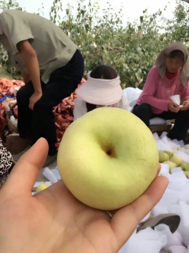 酥梨200~250g纸箱