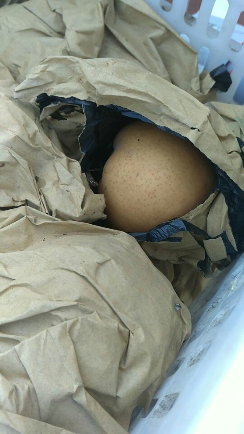 梨250~300g筐装
