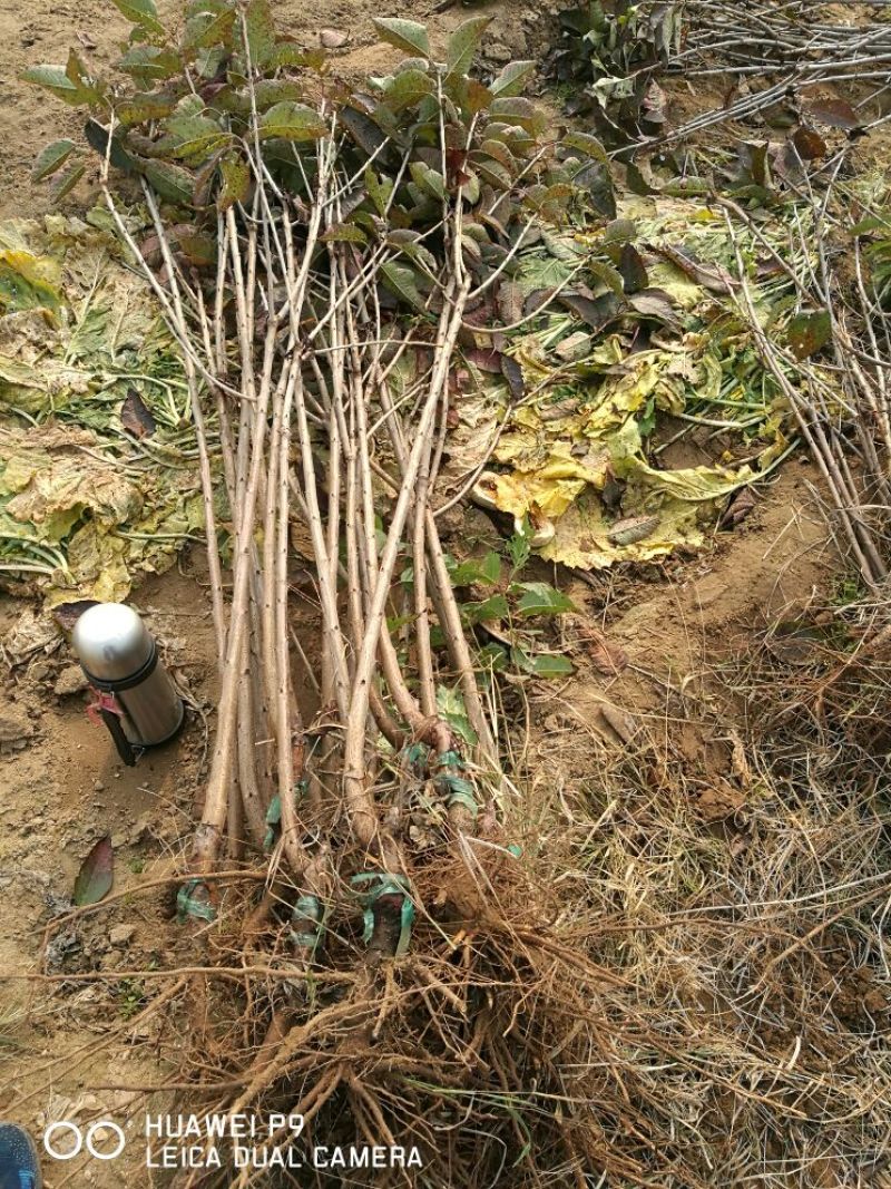 樱桃苗大樱桃树2年80cm以上俄八奇早美早种植基地