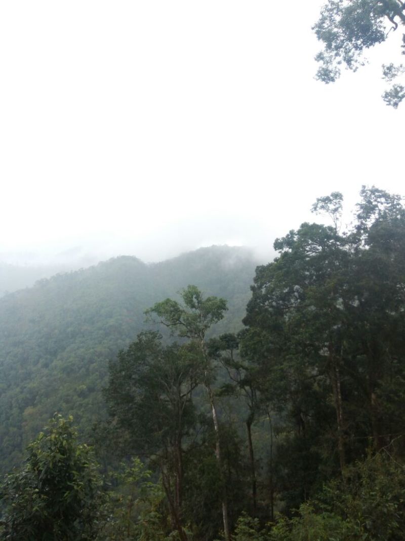 百年大树茶特级