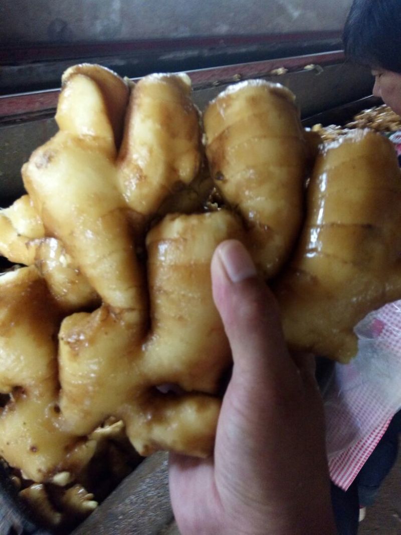 生姜5两以上带土
