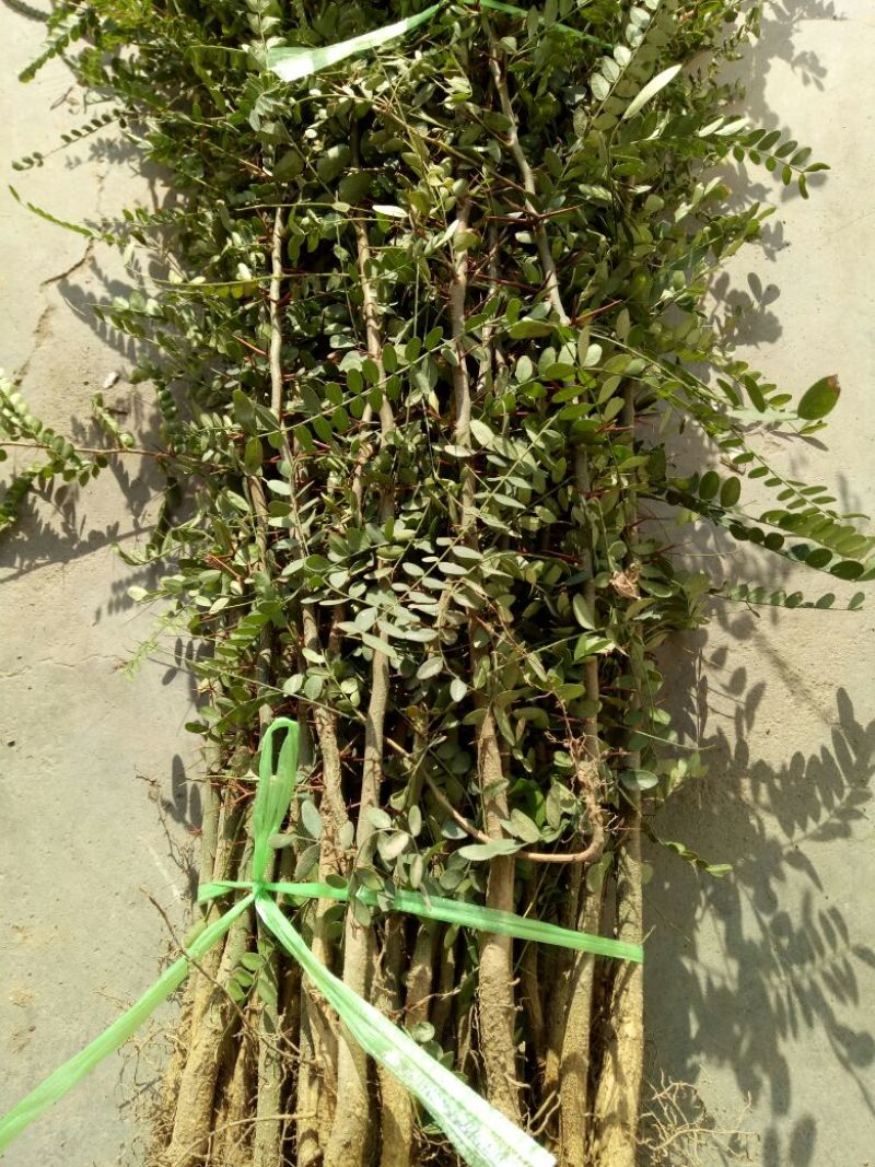 皂角树苗30~50cm
