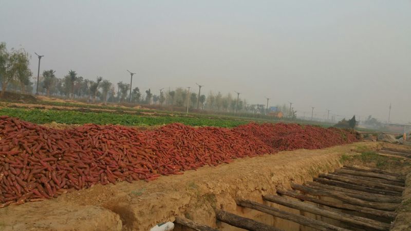 临潼秦薯5号原种高产红薯苗板栗红薯苗红薯苗地瓜苗