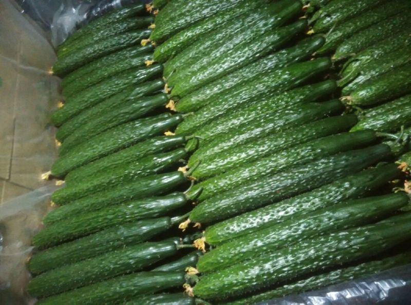 黄瓜18~22公分鲜花带刺
