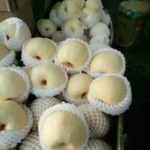 砀山梨250~300g纸袋