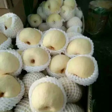 砀山梨250~300g纸袋