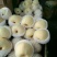 砀山梨250~300g纸袋