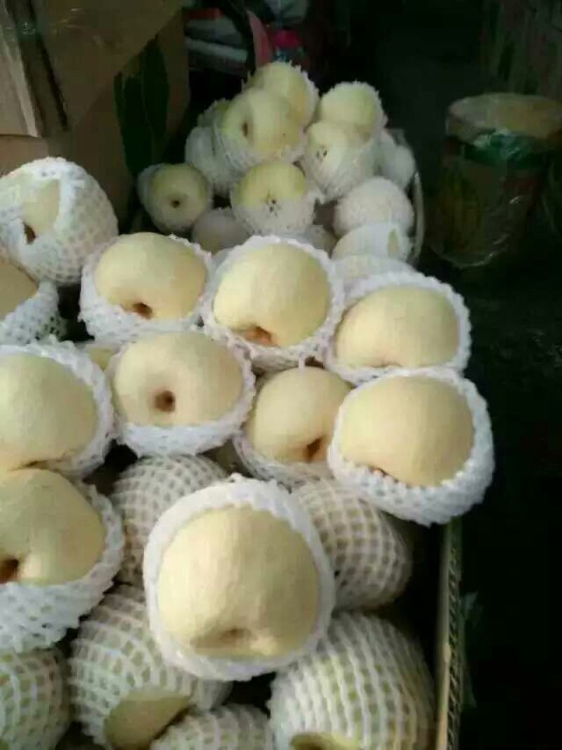 砀山梨250~300g纸袋