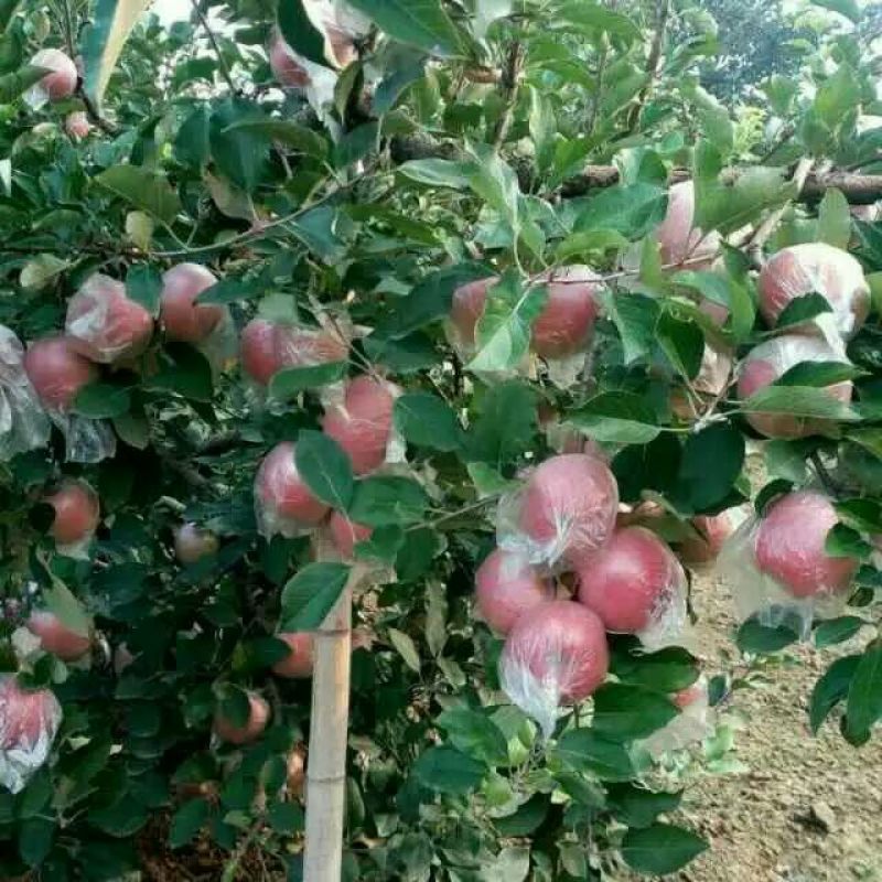 山东早熟苹果、华硕、鲁丽，美八产地、一手货源、代发全国