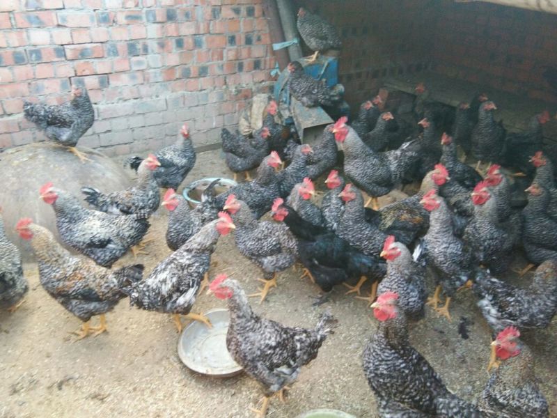 芦花鸡肉鸡6~7斤