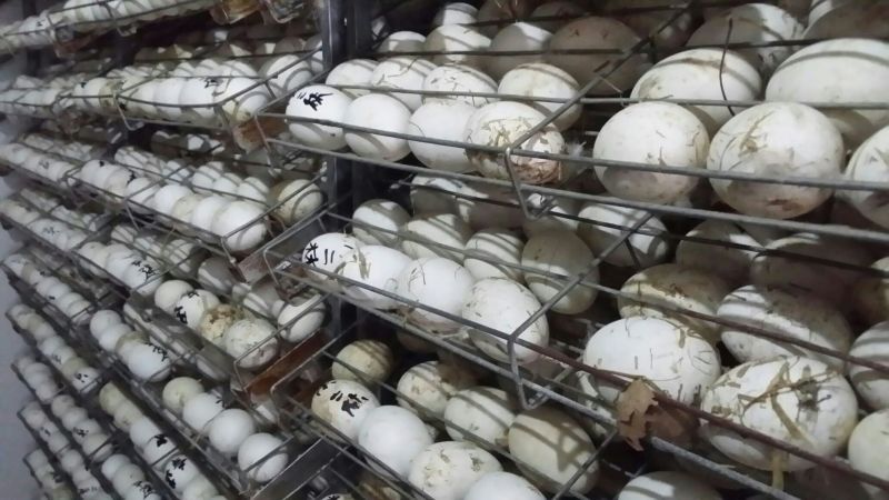 皖西白鹅鹅苗250g以上
