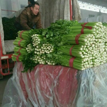 大棚优质西芹大量供应中