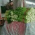 大棚优质西芹大量供应中