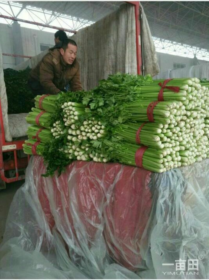 大棚优质西芹大量供应中