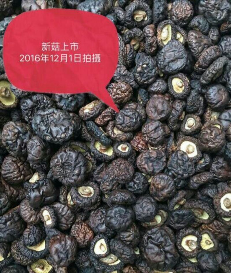 白面菇4~5cm