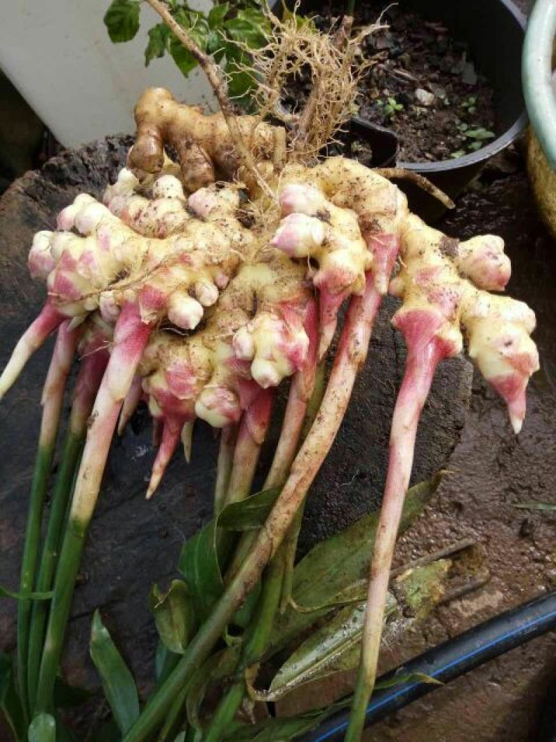 小黄姜