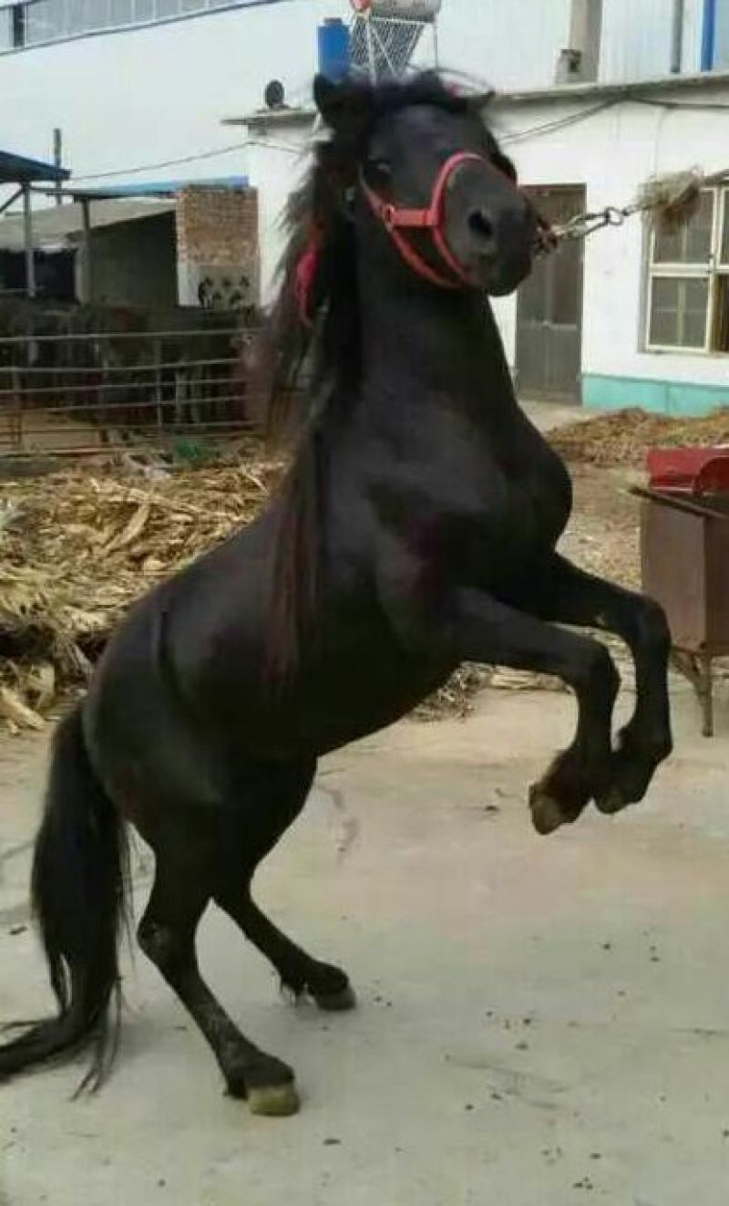 矮马