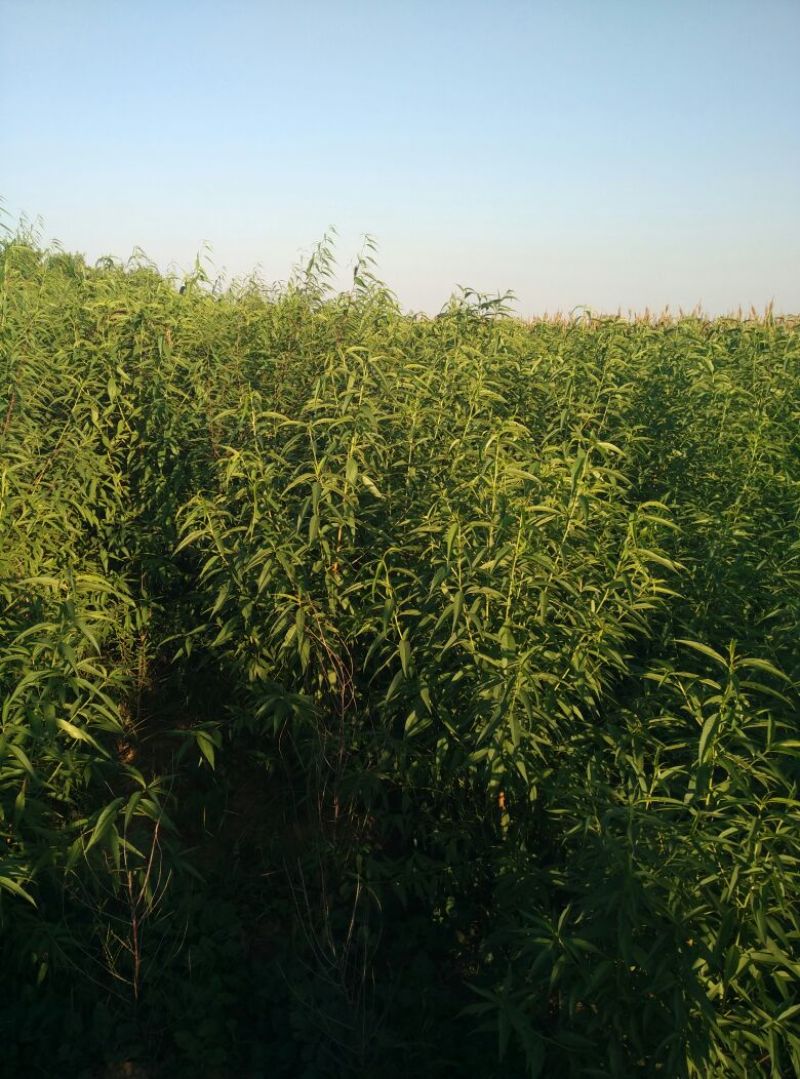 毛桃树2cm以下1.5~2米