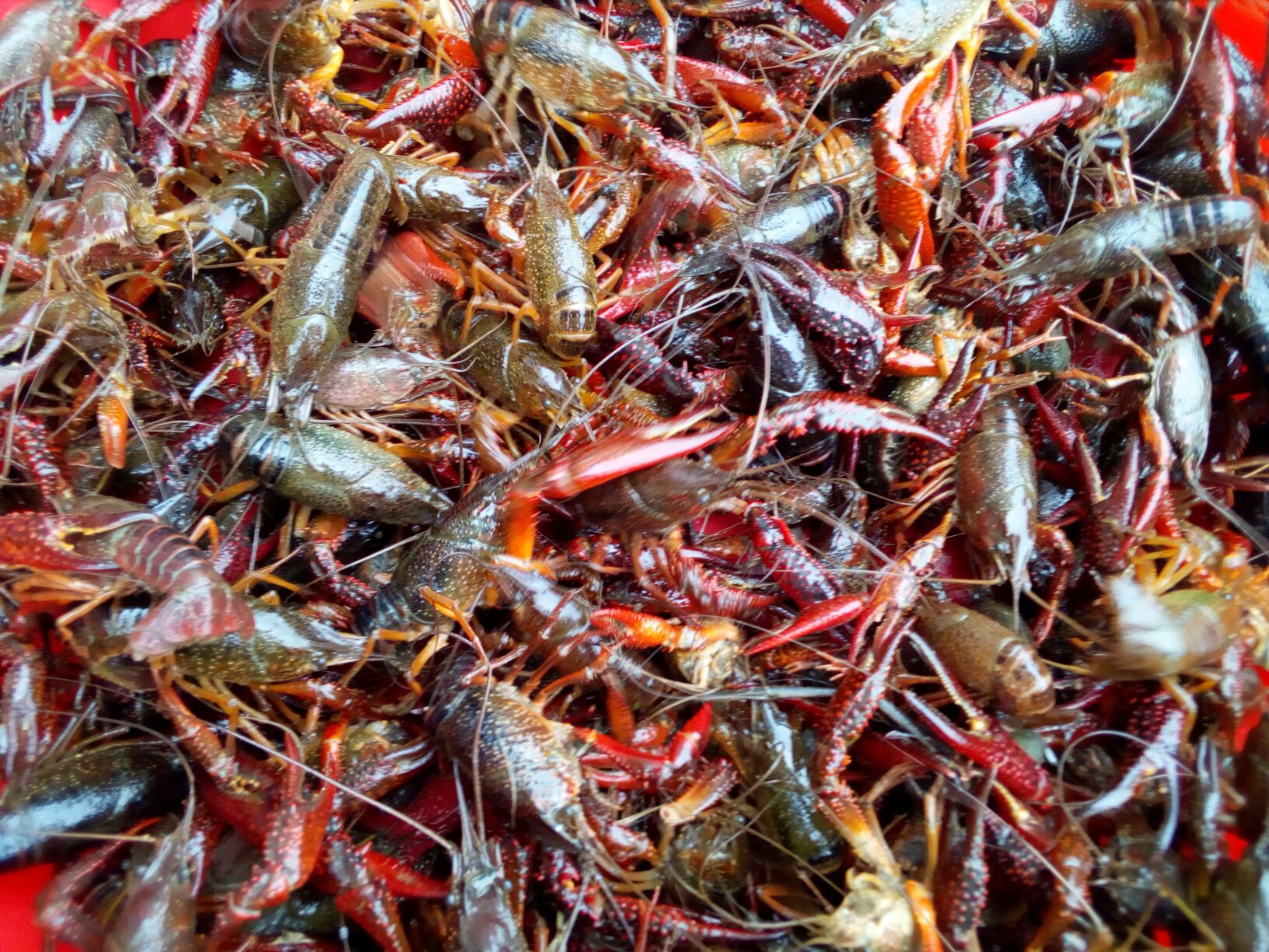 周谷堆农产品批发市场小龙虾 食用 活虾批发_