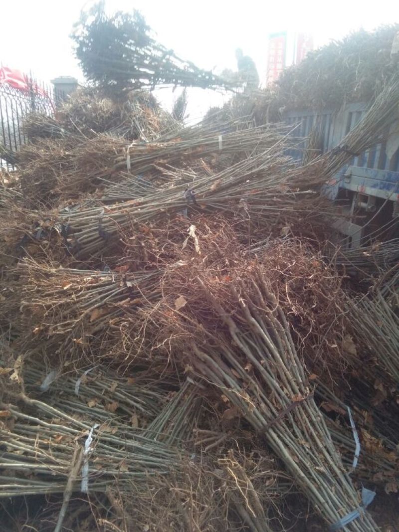 板栗树苗50~60cm。大红袍板栗树苗，低价出售。