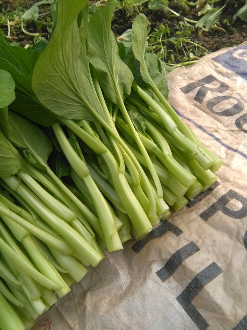 蔬菜