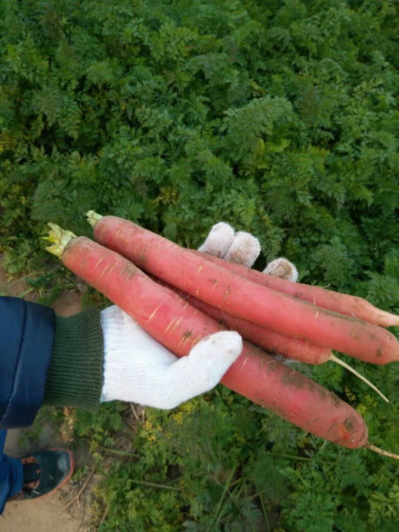 胡萝卜红萝卜大荔红萝卜
