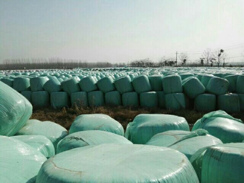 青储玉米48个月