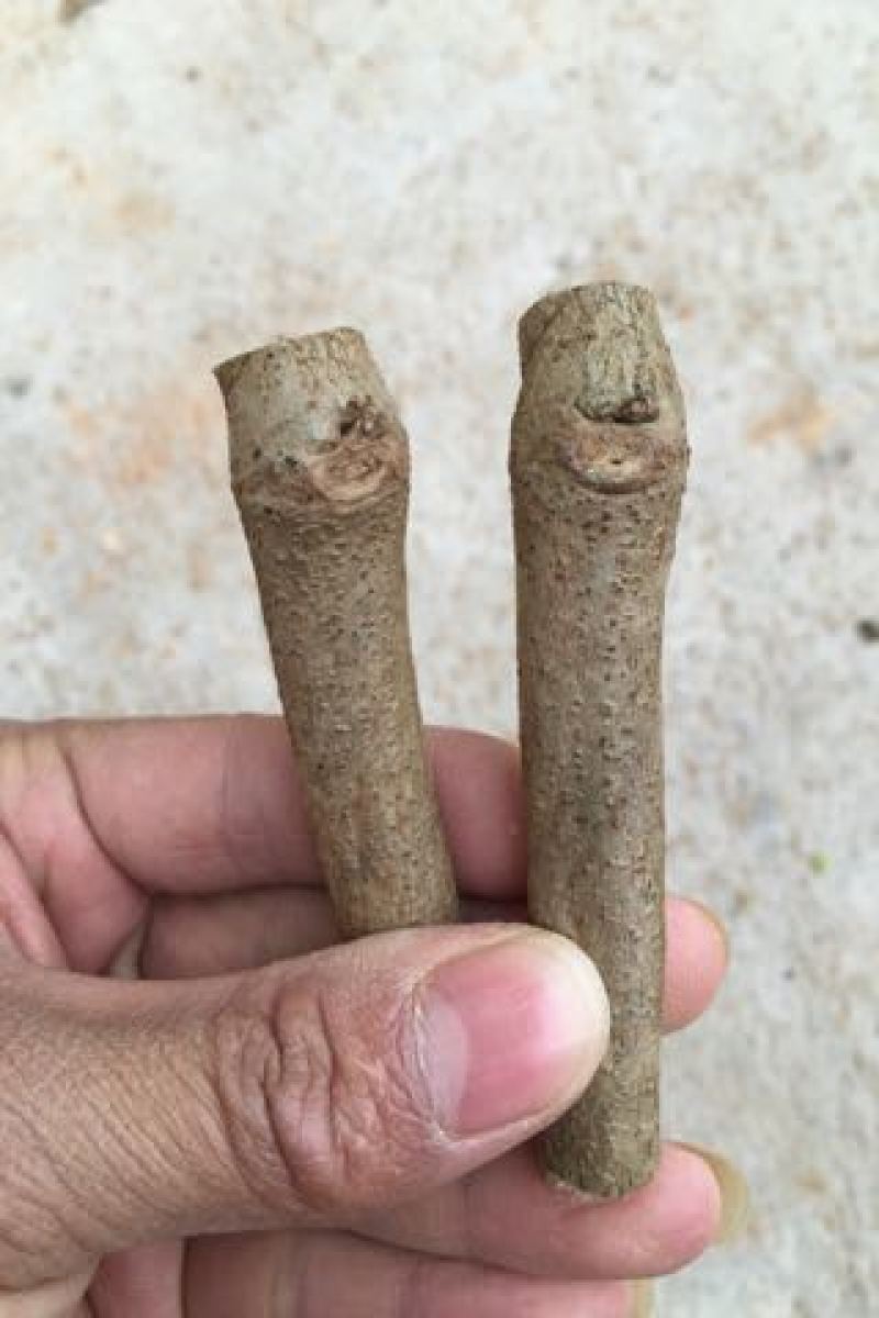 葛根苗广西无渣粉葛根种段产地直供可视频看货