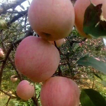 苹果树苗矮化砧红富士成苗