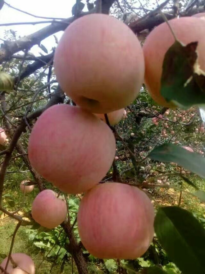 苹果树苗矮化砧红富士成苗