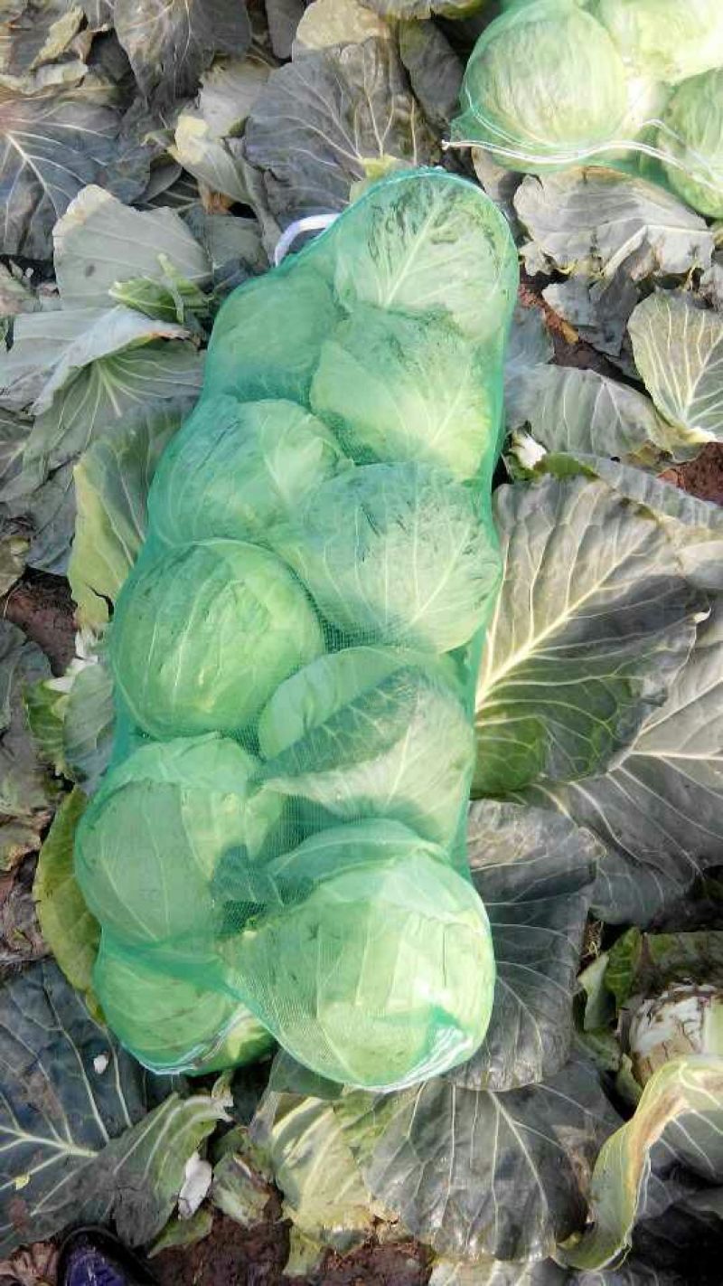 湖北甘蓝大量上市，货源充足，质量**，价格美丽