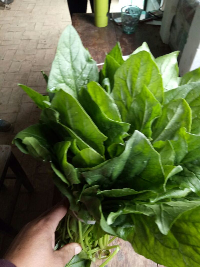 大叶菠菜25~30厘米