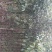 大叶香樟2~4cm4cm以下2.5~3米