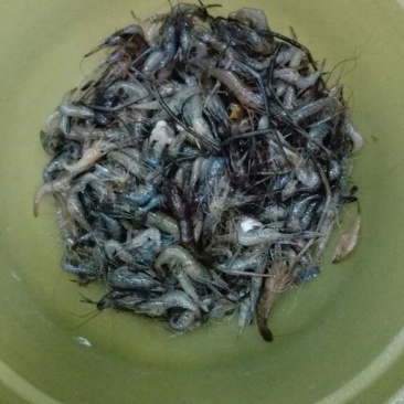 河虾冰鲜虾26~30只/kg