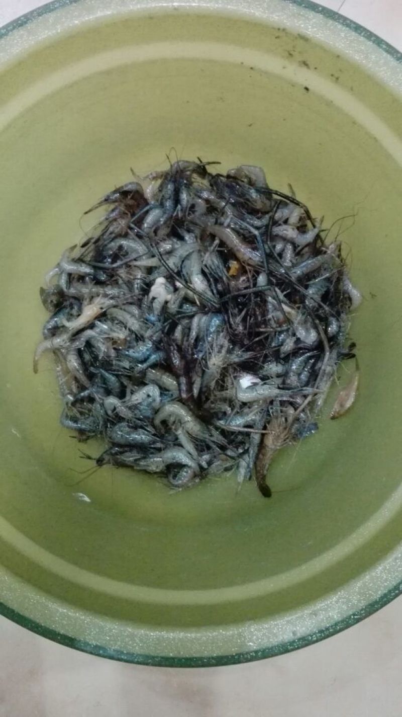 河虾冰鲜虾26~30只/kg