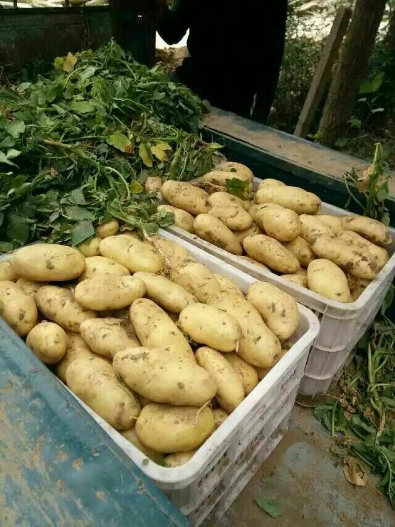 【精品批发】荷兰十五土豆袋子货诚信代办一手货源