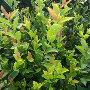 湘林系高产嫁接油茶苗，大量现货供应欢迎订购！