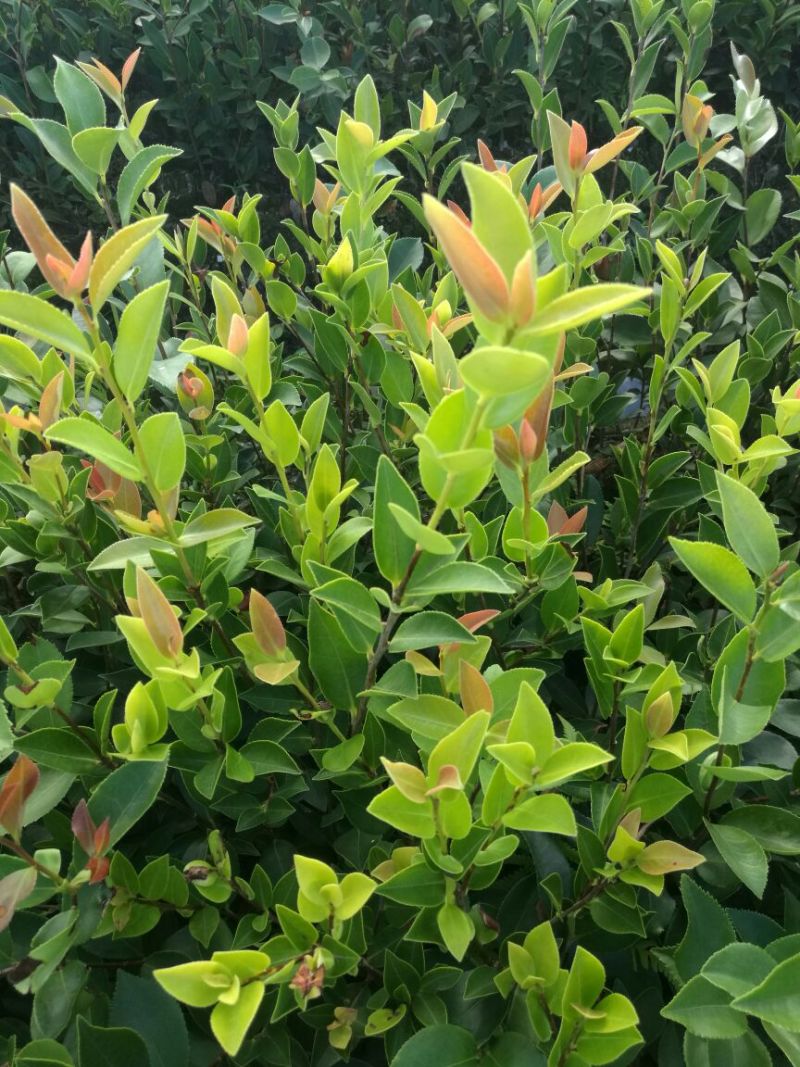 湘林系高产嫁接油茶苗，大量现货供应欢迎订购！
