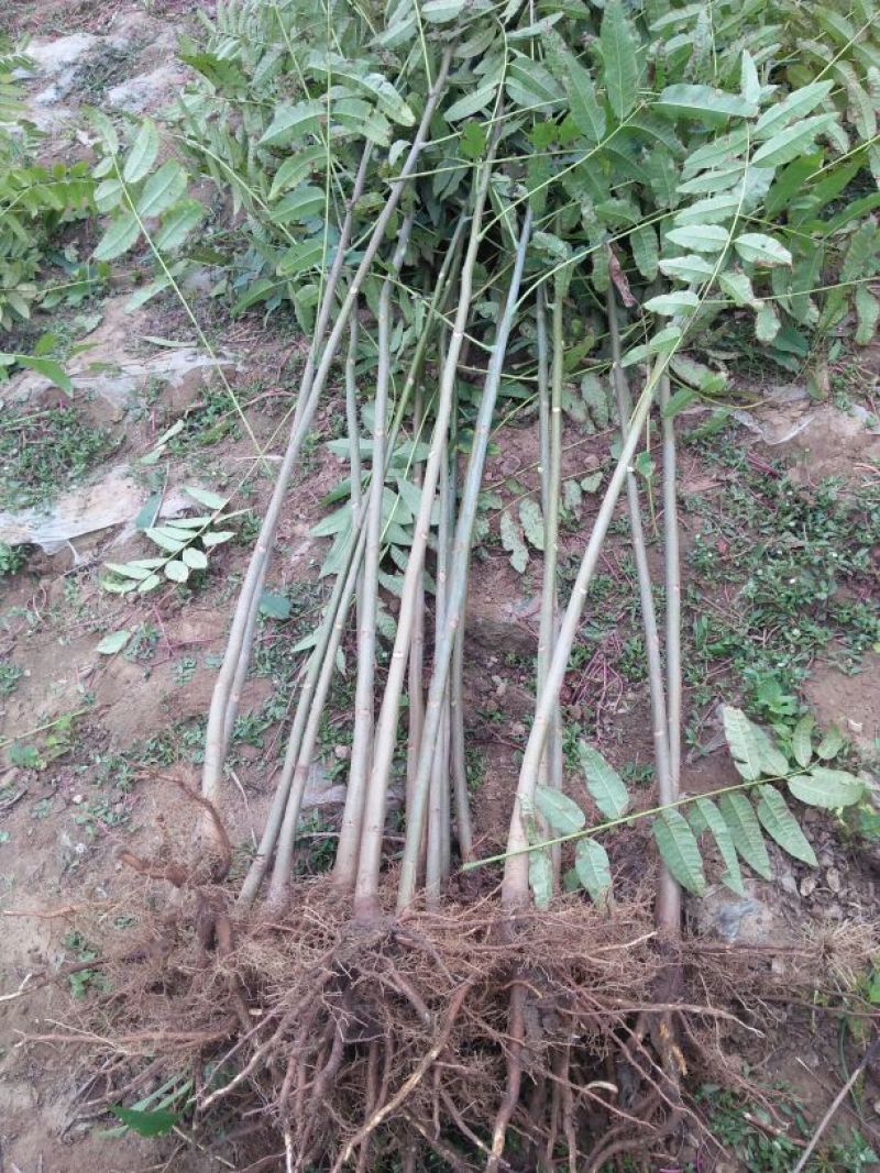 红油香椿苗80cm以上大棚