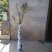 西瓜番石榴苗50~80cm