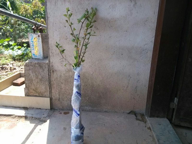 西瓜番石榴苗50~80cm