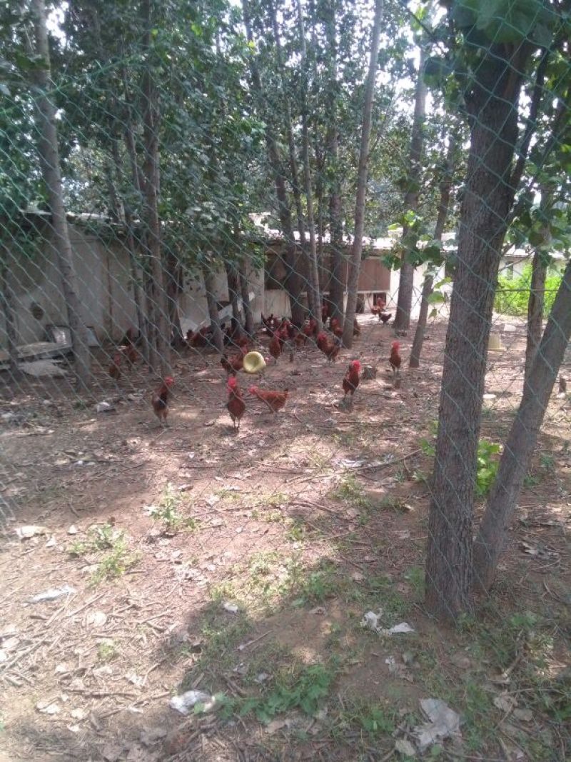 走地鸡散养土鸡2~3斤