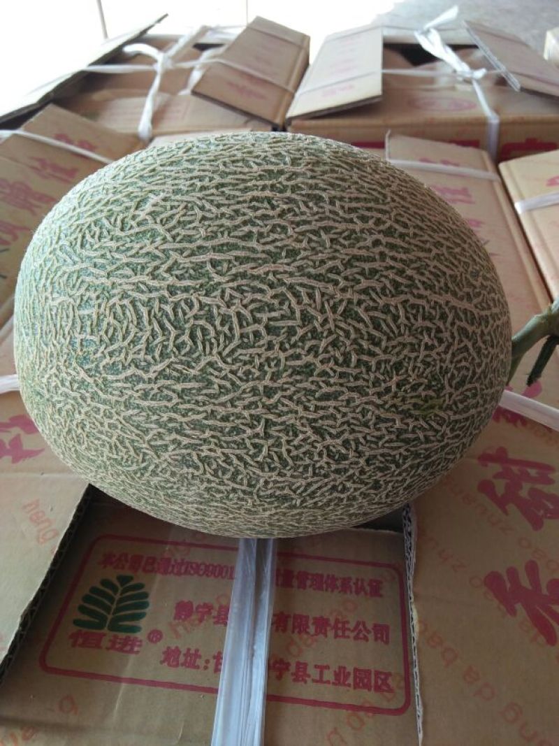西州蜜瓜3斤以上长圆形