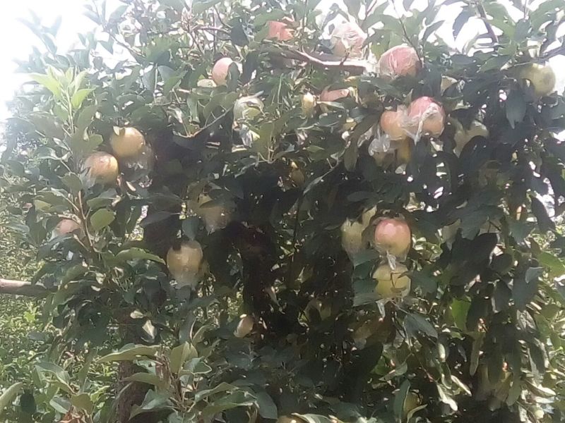 红富士苹果膜袋