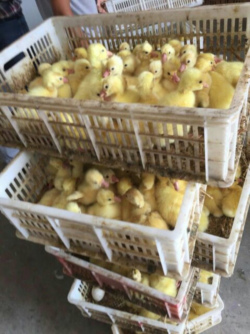 鹅苗250g以下