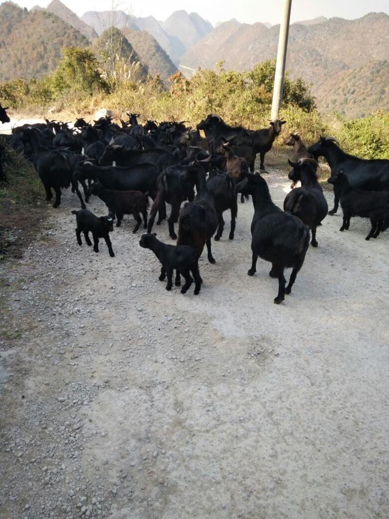 黑羊50~80斤/头
