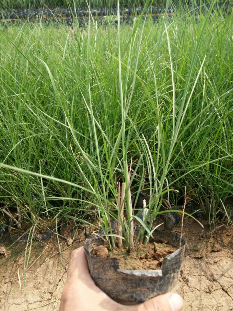睡莲盆栽睡莲品种睡莲香水睡莲睡莲供应睡莲基地
