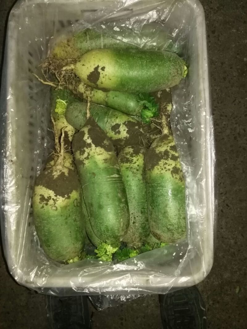 水果萝卜1~1.5斤起